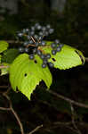 Mapleleaf viburnum